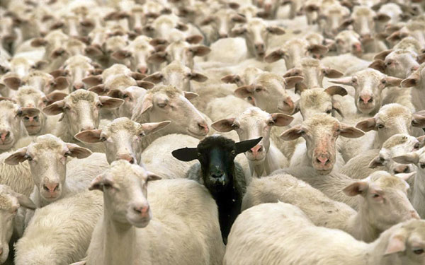 替罪羊（scapegoat）、敗家羊（black sheep），為何英語中背鍋的總是羊