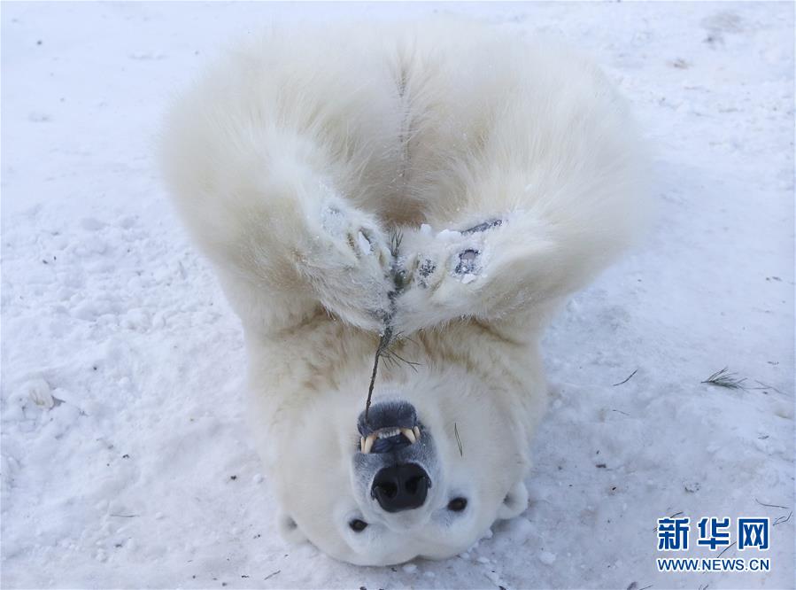 萌萌噠！“治愈系”動物們的憨萌瞬間（組圖）