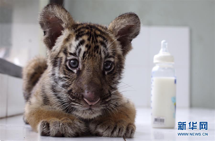 萌萌噠！“治愈系”動物們的憨萌瞬間（組圖）