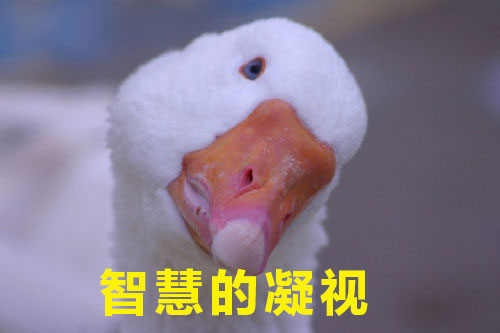 如何高級又委婉地表達“你很蠢”？