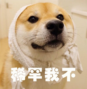 調(diào)查顯示狗奴比貓奴賺得多，你覺得準(zhǔn)嗎？