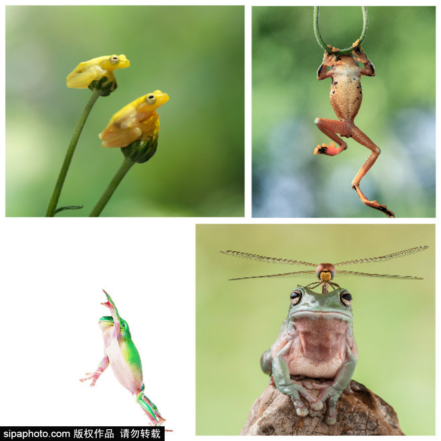 你的“蛙兒子”回來了嗎？盤點動物界佛系蛙日常萌照（組圖）
