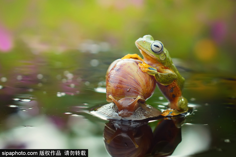 你的“蛙兒子”回來(lái)了嗎？盤(pán)點(diǎn)動(dòng)物界佛系蛙日常萌照（組圖）