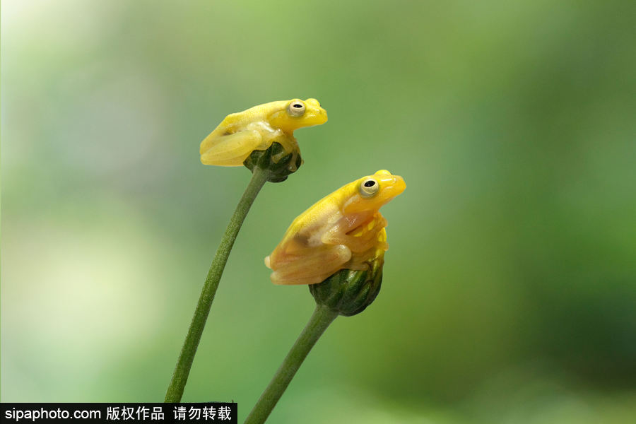 你的“蛙兒子”回來(lái)了嗎？盤點(diǎn)動(dòng)物界佛系蛙日常萌照（組圖）