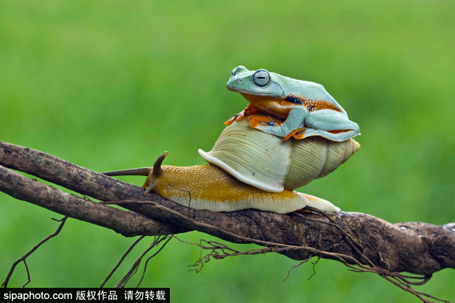 你的“蛙兒子”回來了嗎？盤點(diǎn)動(dòng)物界佛系蛙日常萌照（組圖）