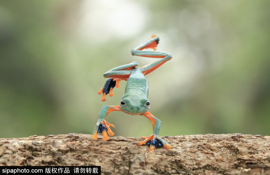 你的“蛙兒子”回來了嗎？盤點(diǎn)動(dòng)物界佛系蛙日常萌照（組圖）