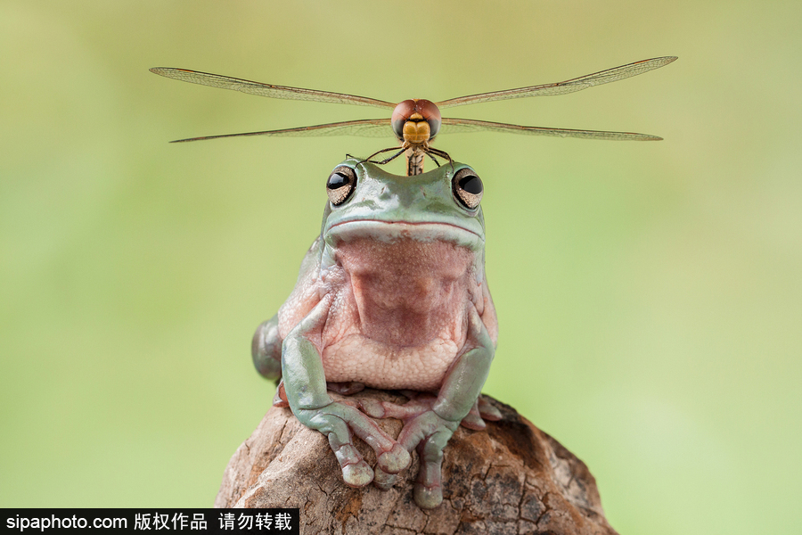 你的“蛙兒子”回來了嗎？盤點動物界佛系蛙日常萌照（組圖）