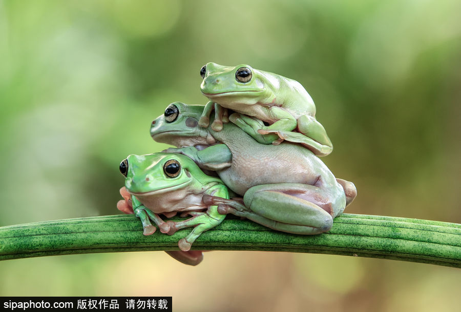 你的“蛙兒子”回來了嗎？盤點(diǎn)動(dòng)物界佛系蛙日常萌照（組圖）