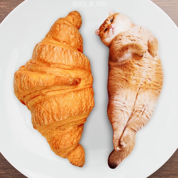 妙趣擋不?。“涯阕類?ài)的貓P進(jìn)你最愛(ài)的美食（組圖）