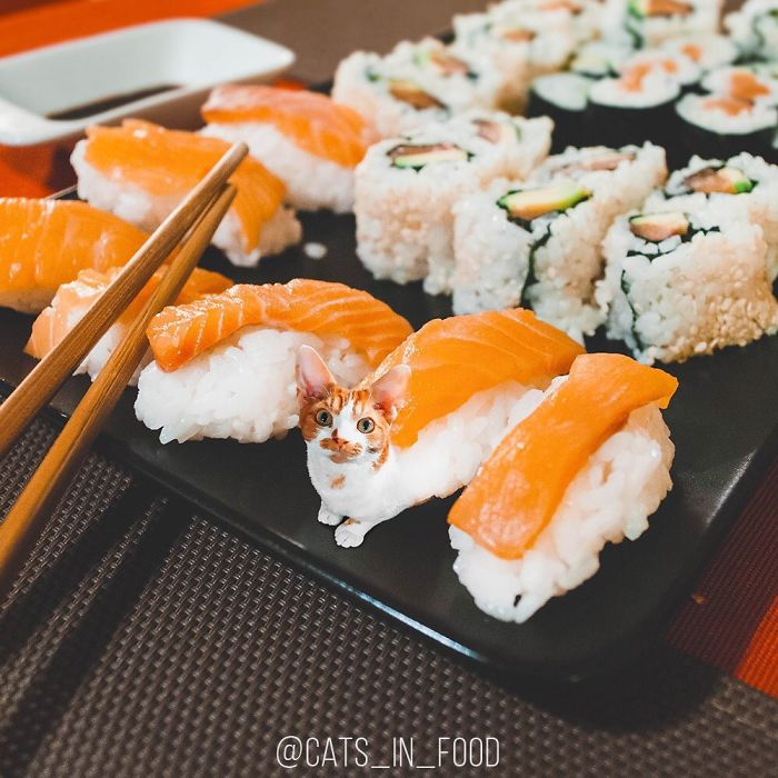 妙趣擋不??！把你最愛的貓P進(jìn)你最愛的美食（組圖）