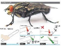 科學(xué)家教你如何打蒼蠅