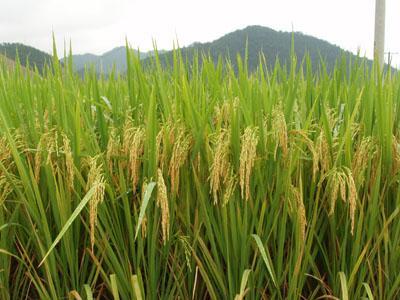 超級(jí)水稻 super grain