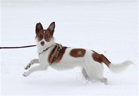為什么狗狗光腳踏雪不覺冷？