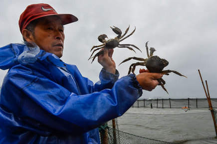 陽(yáng)澄湖“大閘蟹”開閘