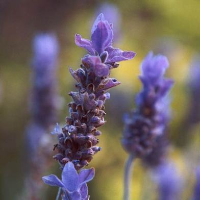 同性戀語(yǔ)言 lavender language