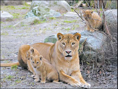 Zoos ask: Now what?