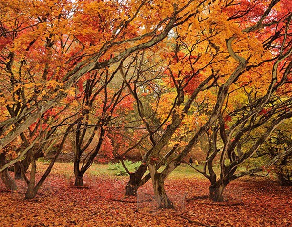 UK Autumn snaps