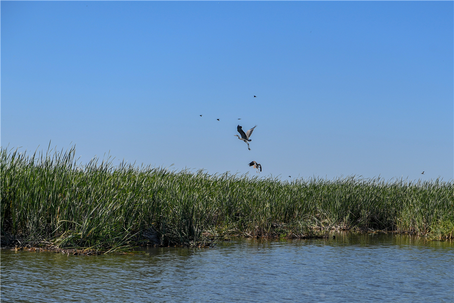 Chagan Lake achieves new luster in Jilin