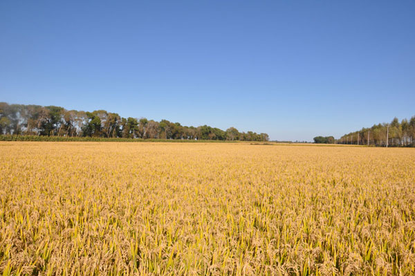 Jilin building brand for its rice products