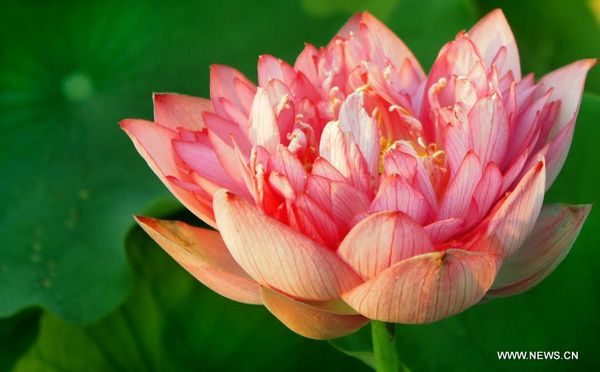 Longquan lotus garden in Anhui
