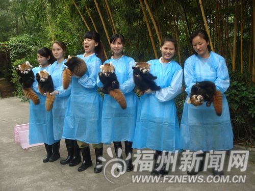 5只大熊貓避暑結(jié)束歸來　6只小熊貓幼仔首次亮相