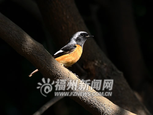 “信號(hào)鳥(niǎo)”北紅尾鴝抵閩　冬候鳥(niǎo)遷徙季來(lái)臨(圖)