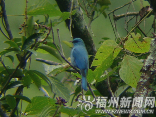 “數(shù)鳥(niǎo)”賽現(xiàn)驚喜　珍稀鳥(niǎo)類銅藍(lán)鶲現(xiàn)身森林公園