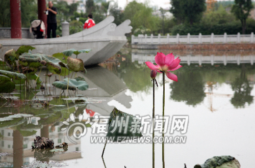 茶亭公園最后一朵冬荷將謝　明年種植面積將擴(kuò)大