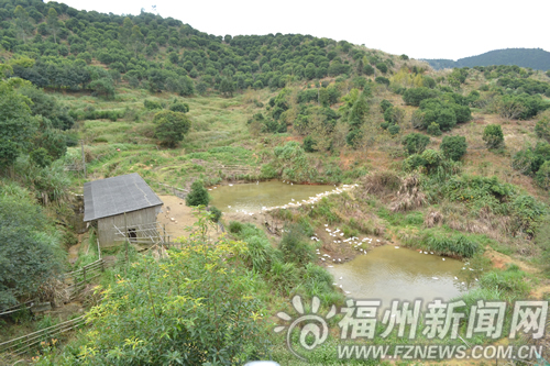 晉安區(qū)宦溪農(nóng)民山上放養(yǎng)七彩山雞　摸索生態(tài)養(yǎng)殖
