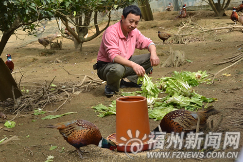 晉安區(qū)宦溪農(nóng)民山上放養(yǎng)七彩山雞　摸索生態(tài)養(yǎng)殖