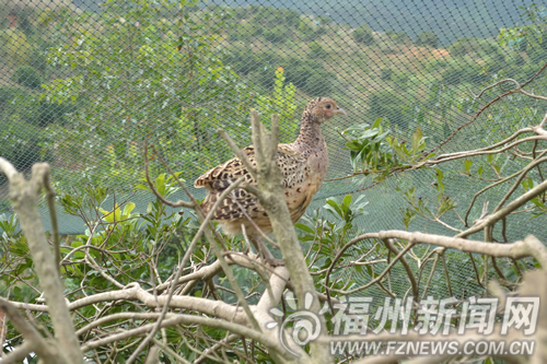 晉安區(qū)宦溪農(nóng)民山上放養(yǎng)七彩山雞　摸索生態(tài)養(yǎng)殖