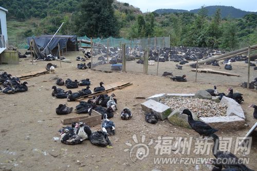 晉安區(qū)宦溪農(nóng)民山上放養(yǎng)七彩山雞　摸索生態(tài)養(yǎng)殖