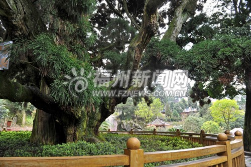鼓嶺美景全掃描：清風薄霧和柳杉被譽為三大特色