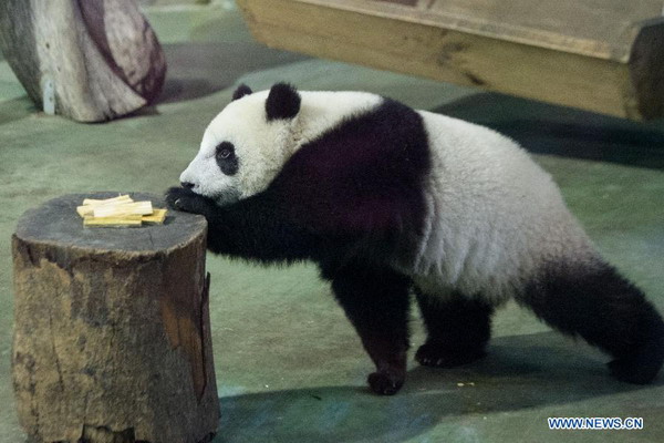 Giant panda cub 'Yuanzai' weaned