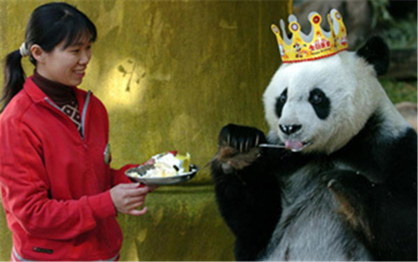 Giant panda Basi celebrates 35th birthday