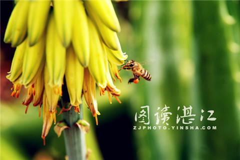 Aloe flowers spring to life