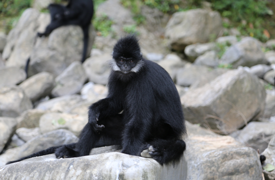 Tamer takes care of rare-monkey business