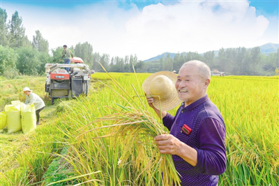Nanyang sees a good harvest