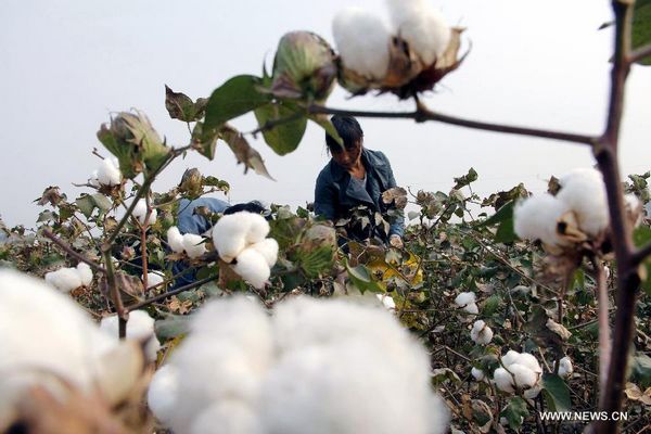 Farmers pick cotton in central China