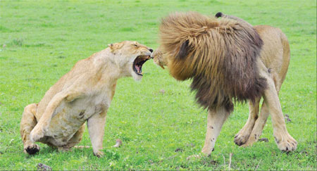 China's lion king