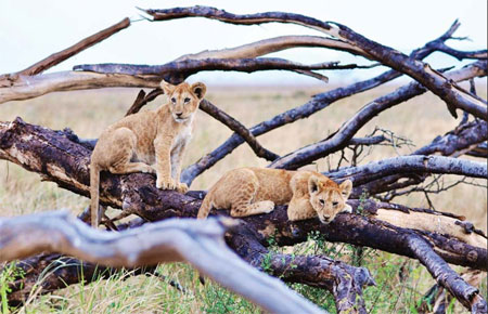 China's lion king