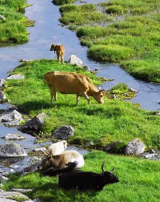 Xilin Gol Prairie