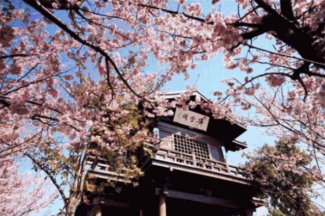 Wuxi's annual cherry blossom festival to make spring pink