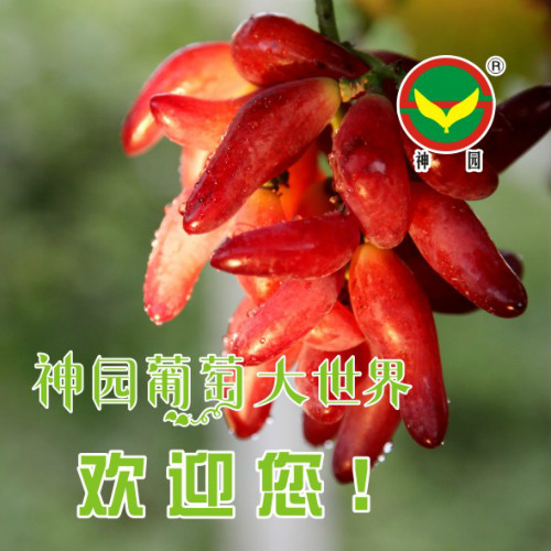 Divine Garden Grape