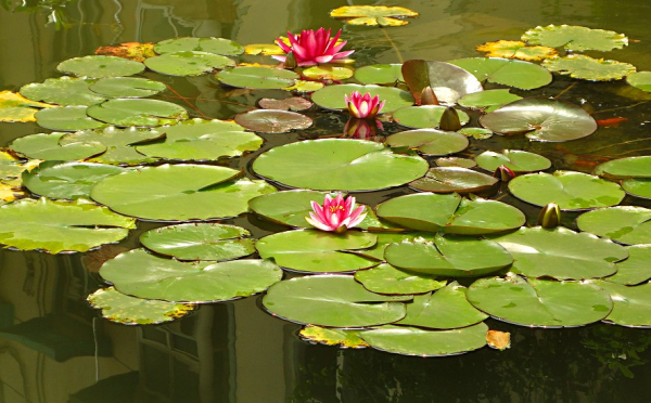 Water lilies bloom at Jiyang Lake