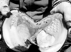 數公里長的死魚帶：沼氣還是工業(yè)污染？