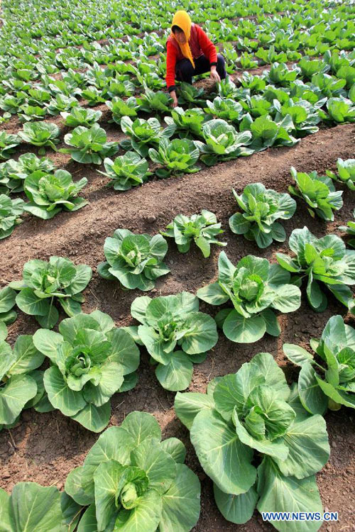 Spring farming season starts in Shandong