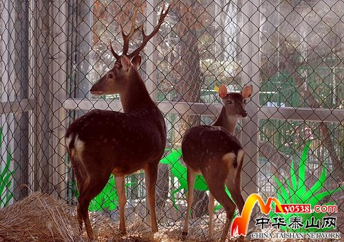 臺(tái)灣梅花鹿、長(zhǎng)鬃山羊正式入住威海劉公島