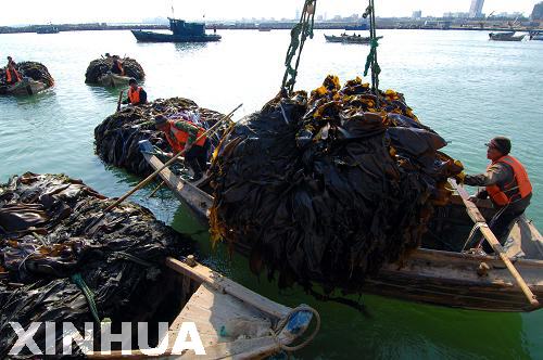 山東榮成10萬(wàn)余畝海帶進(jìn)入全面收割期