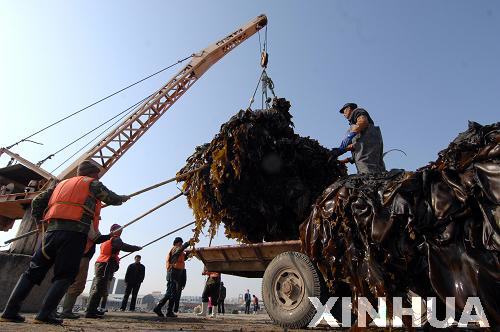 山東榮成10萬余畝海帶進(jìn)入全面收割期